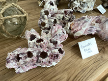 Load image into Gallery viewer, Barnacles