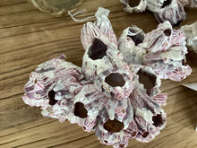 Load image into Gallery viewer, Barnacles