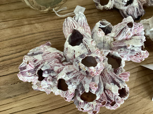 Barnacles