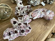 Load image into Gallery viewer, Barnacles