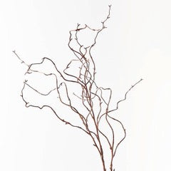 Twig Curly Willow Spray- Brown